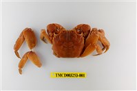 藏品(帝王仿相手蟹)的圖片